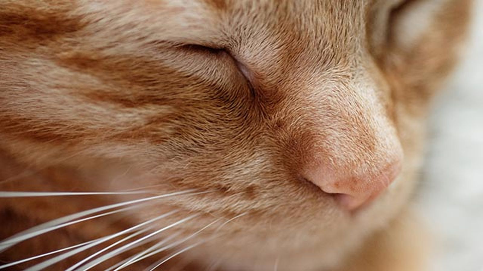 zoom gato