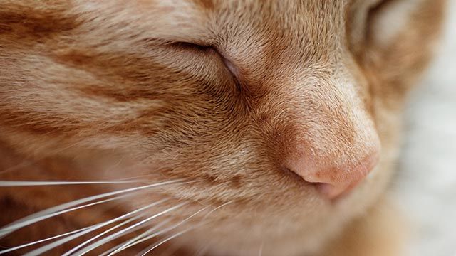 zoom gato