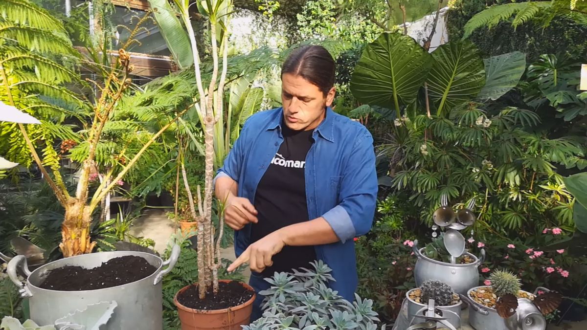 dracaena marginata tronco seco tronco