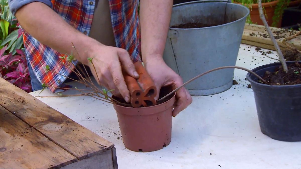 decogarden 0647 acodo tecnica reproduccion acodo azalea peso