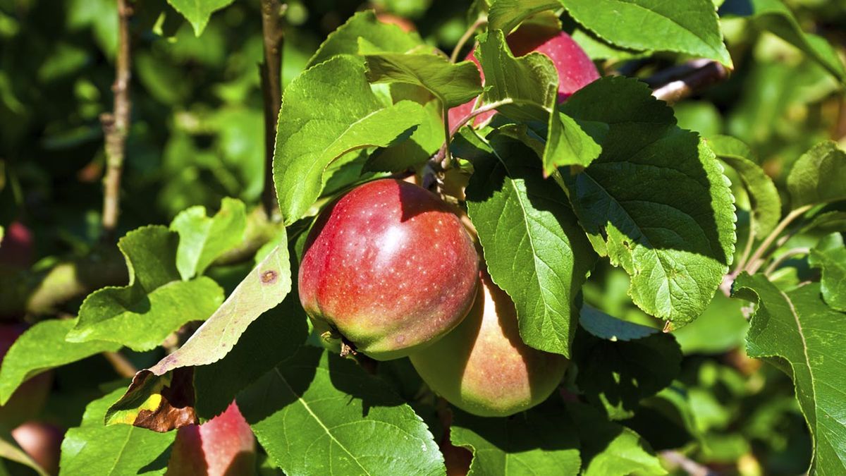 Cultivar un manzano en maceta