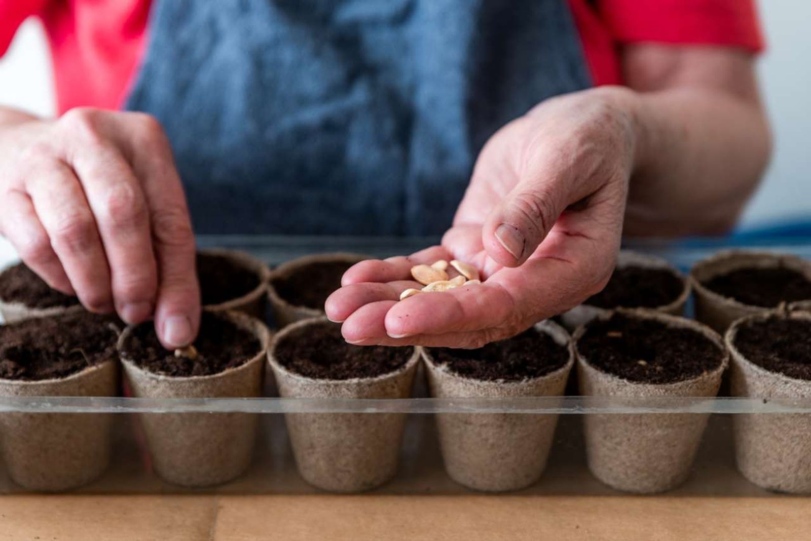 La propagación mediante semillas es una reproducción sexual de las plantas