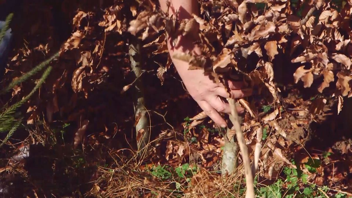 brico 941 3 marcescencia plantacion setos