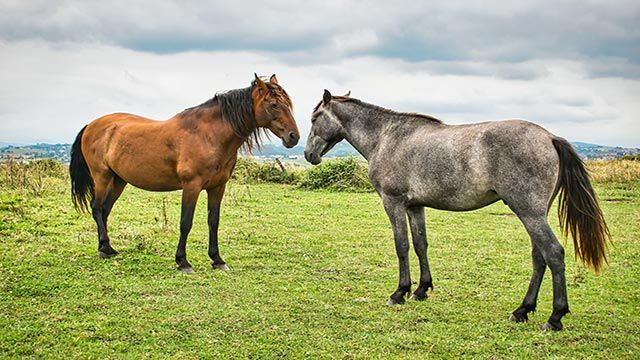 Caballo Monchino