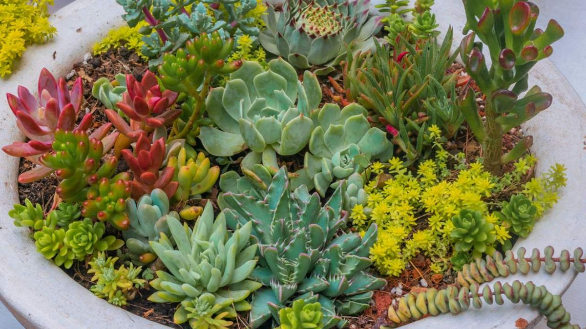 suculentas caracteristicas cuidados