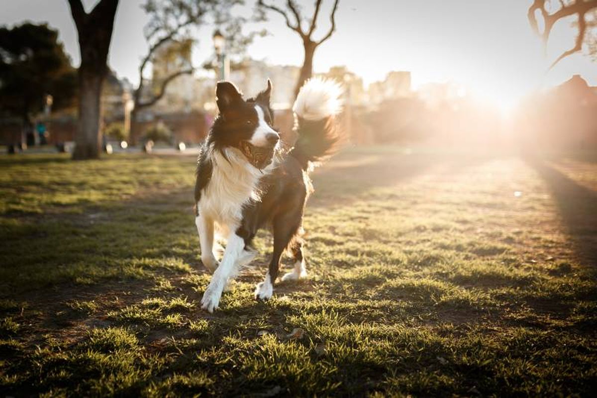 El Border Collie, un perro conocido por su energía ilimitada e inteligencia.