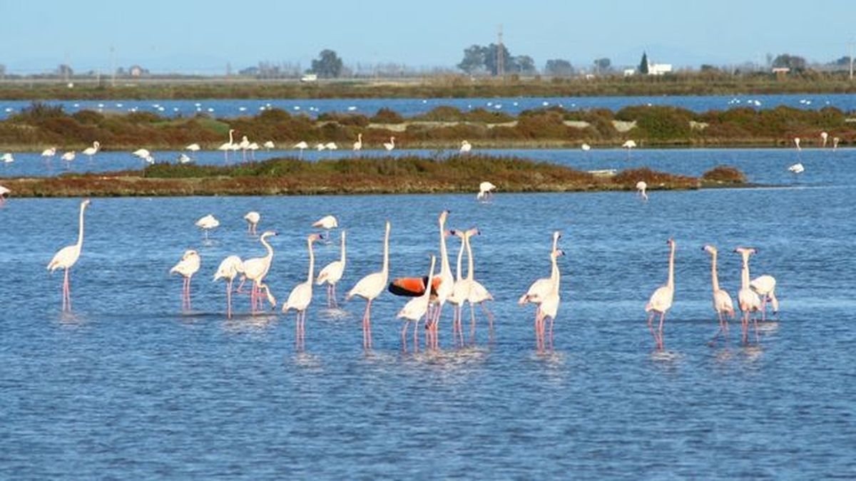 flamencos en el delta del ebro
