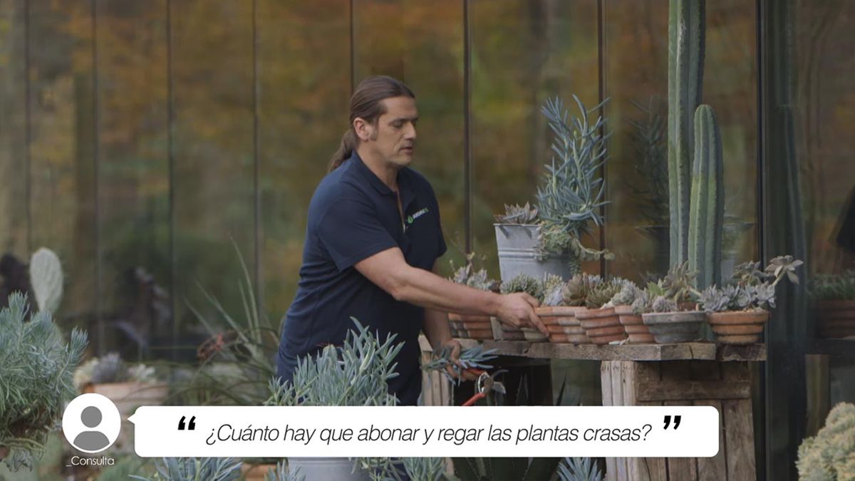 brico 1013 jardineria briconsulta abono riego plantas crasas