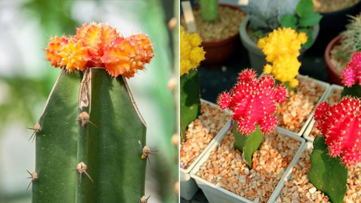 que son los cactus injertados