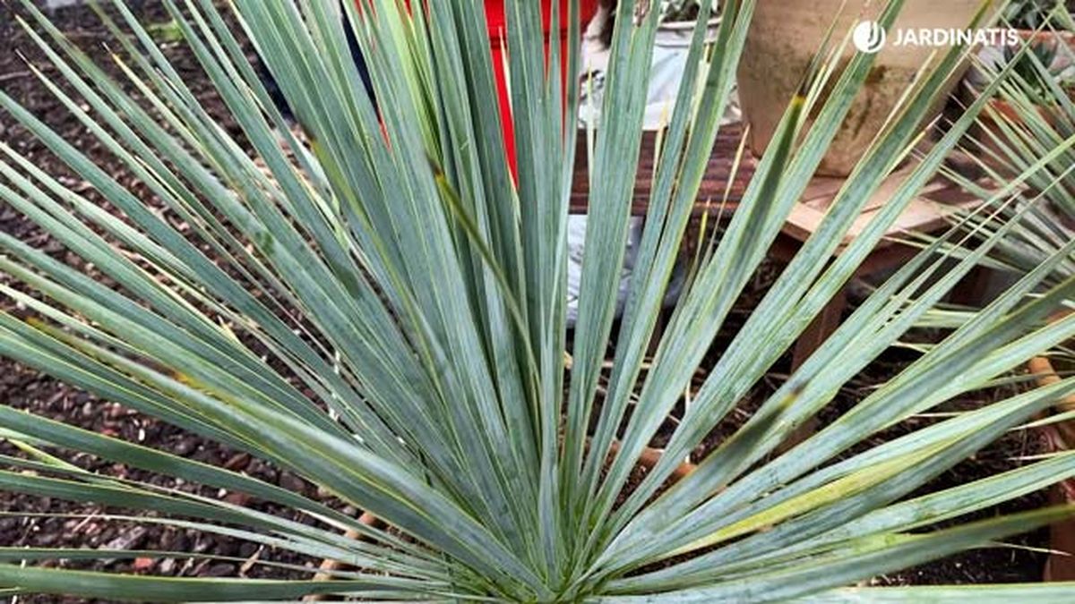 hojas Yucca rostrata jardinatis 22 19