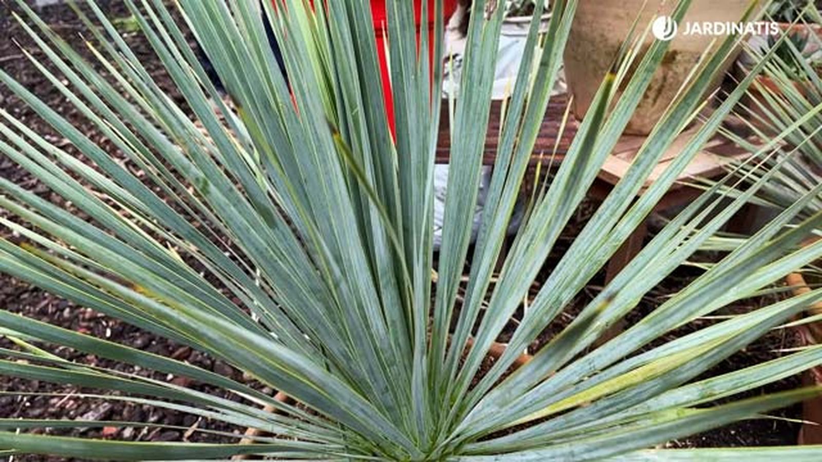 hojas Yucca rostrata jardinatis 22 19