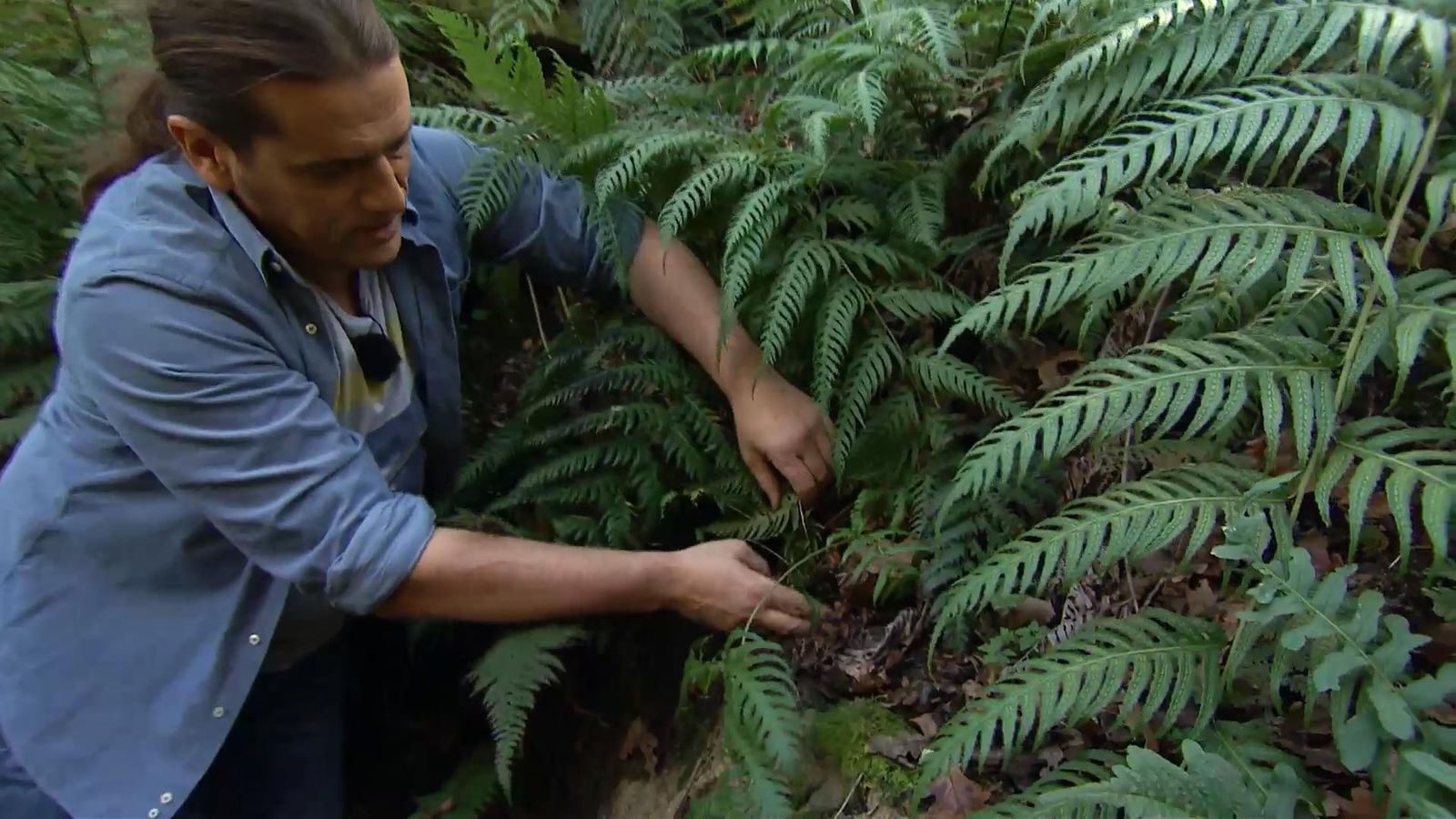 715 jardineria sotobosque helechos woodwardia radicans espora