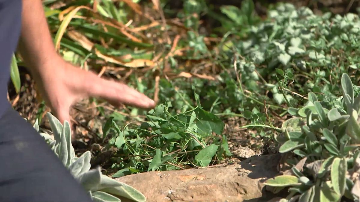 brico 965 briconsejo 3 como eliminar correhuela paso 2