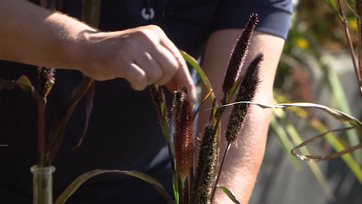 brico 964 3 mijo maiz morado mijo detalle espigas