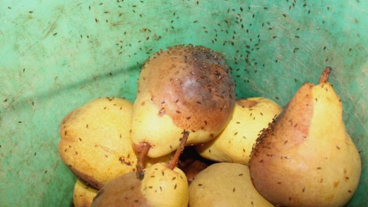 moscas de la fruta ceratitis capitata en peras