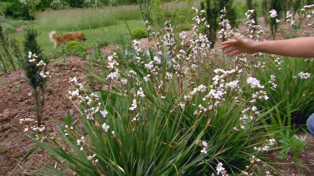 deco 619 plantas de flores blancas para el jardin libertia