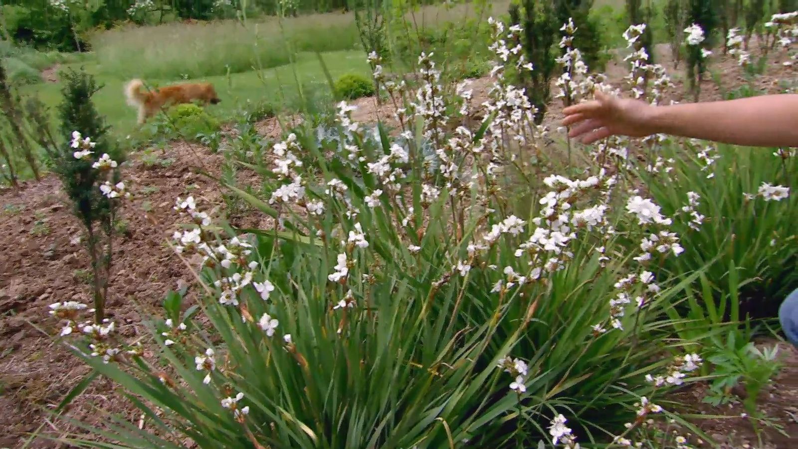 deco 619 plantas de flores blancas para el jardin libertia