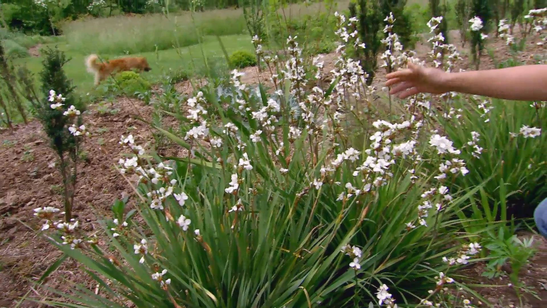 deco 619 plantas de flores blancas para el jardin libertia
