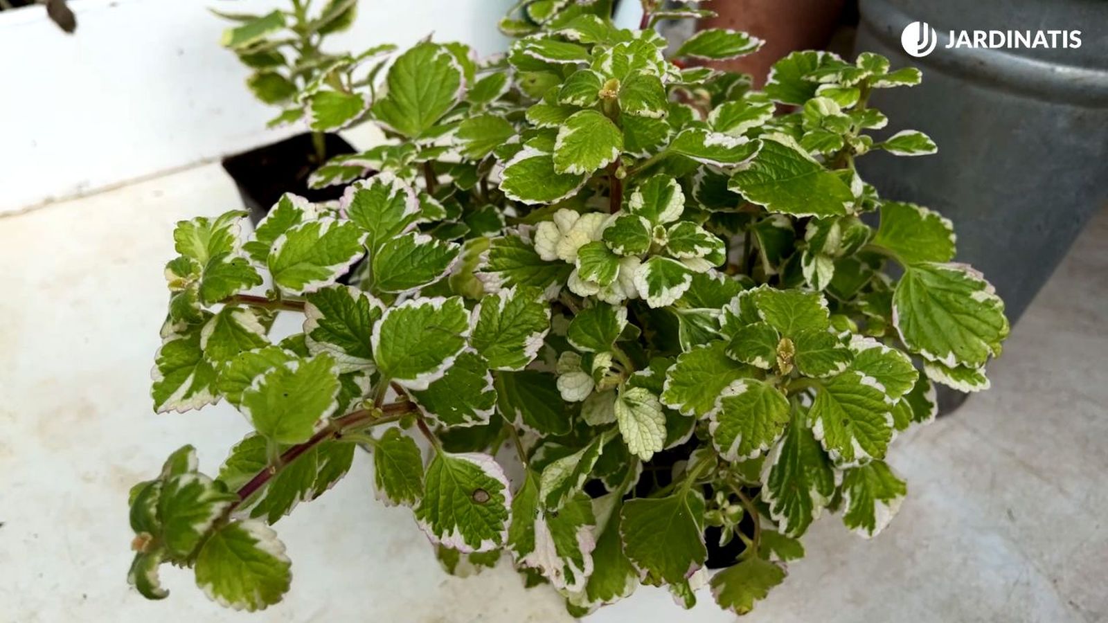 Planta incienso o Plectranthus coleoides