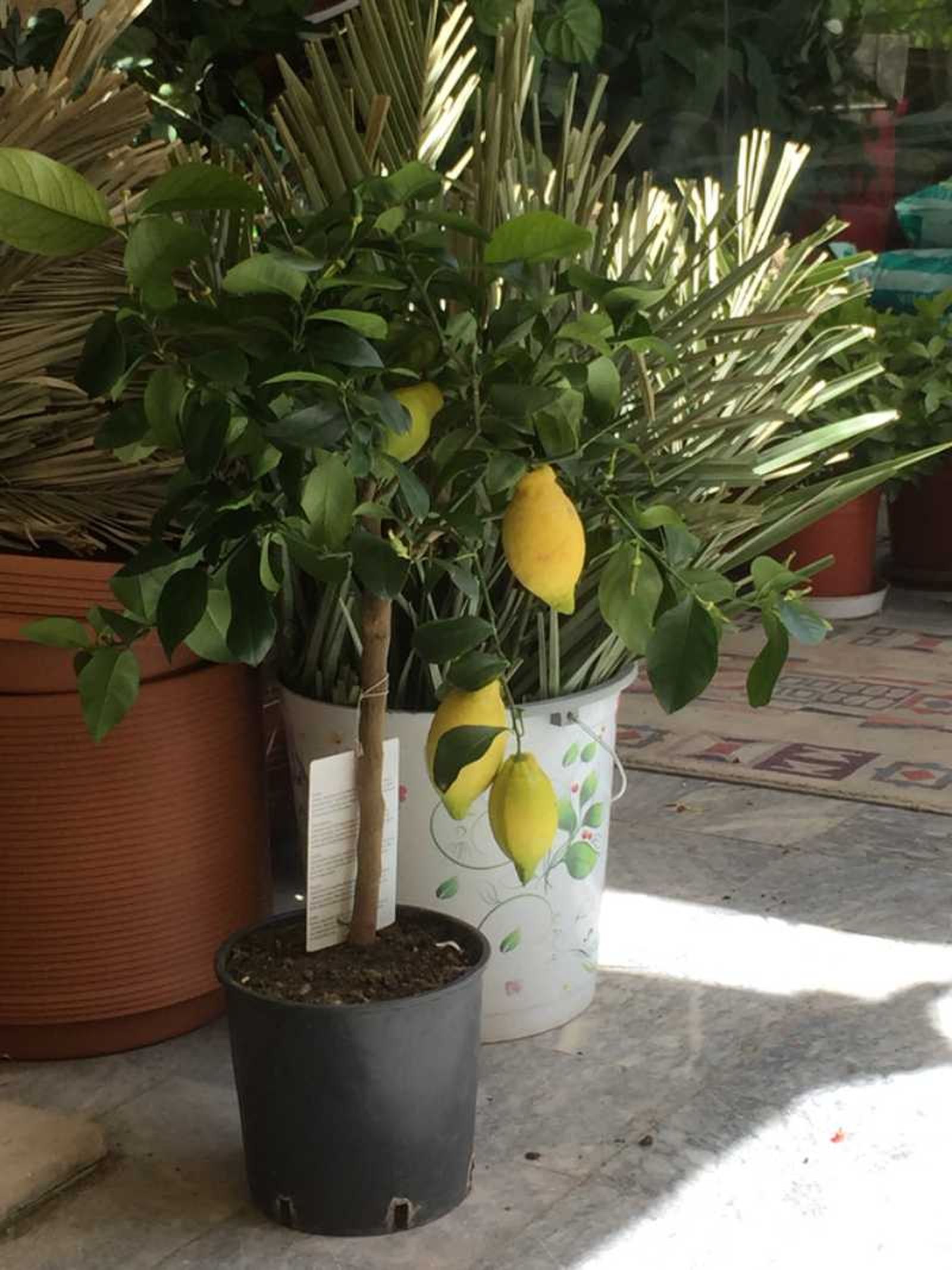 Limonero en maceta.