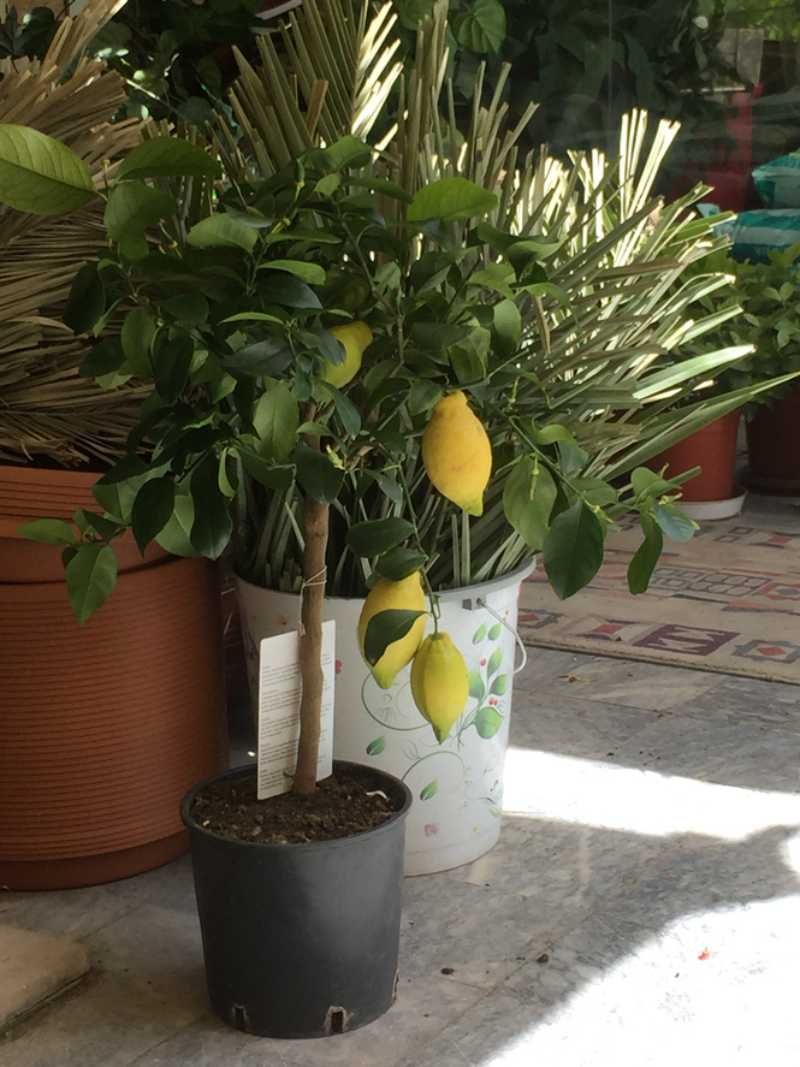 Limonero en maceta.