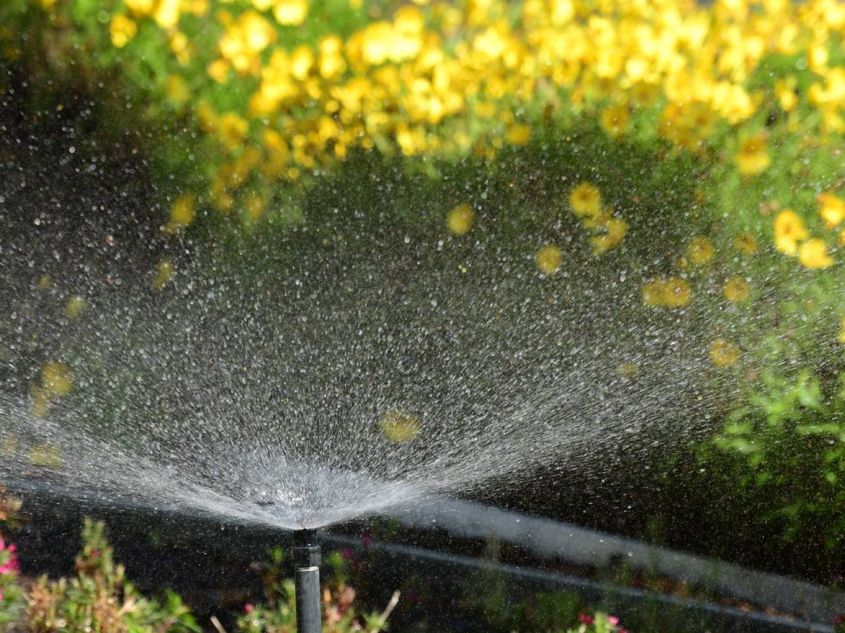 Riego con aspersor.