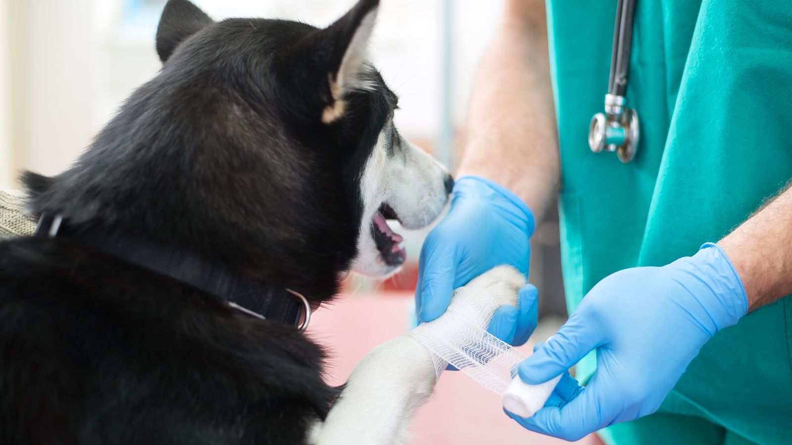 perros donantes sangre