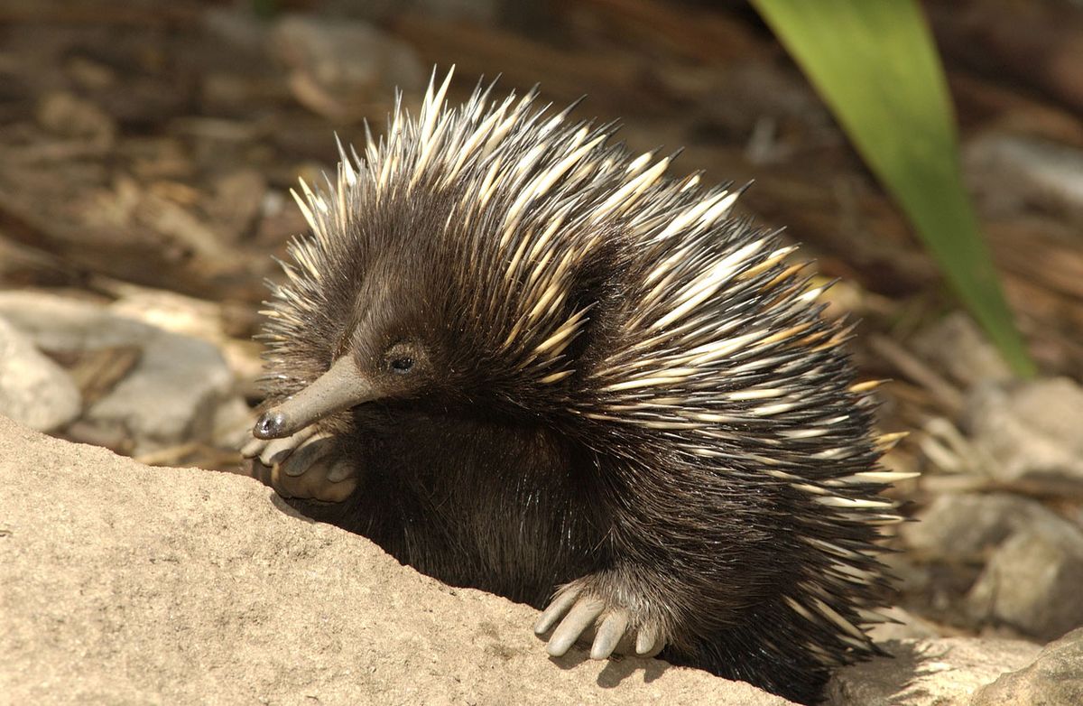 equidna mamifero
