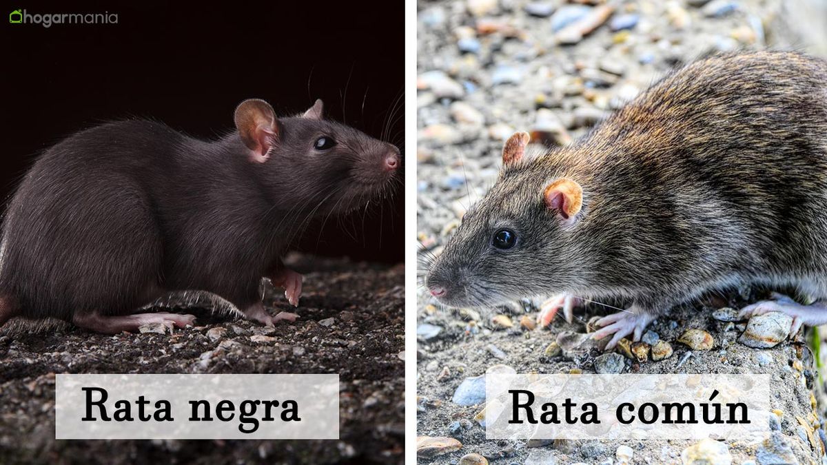 rata negra 4