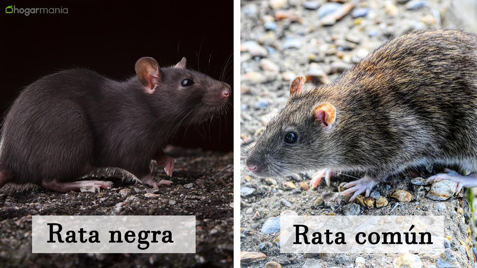 rata negra 4