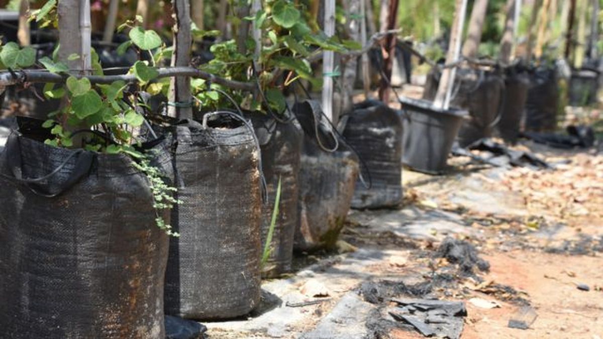 arboles en bolsas