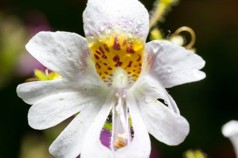 Schizanthus wisetonensis.