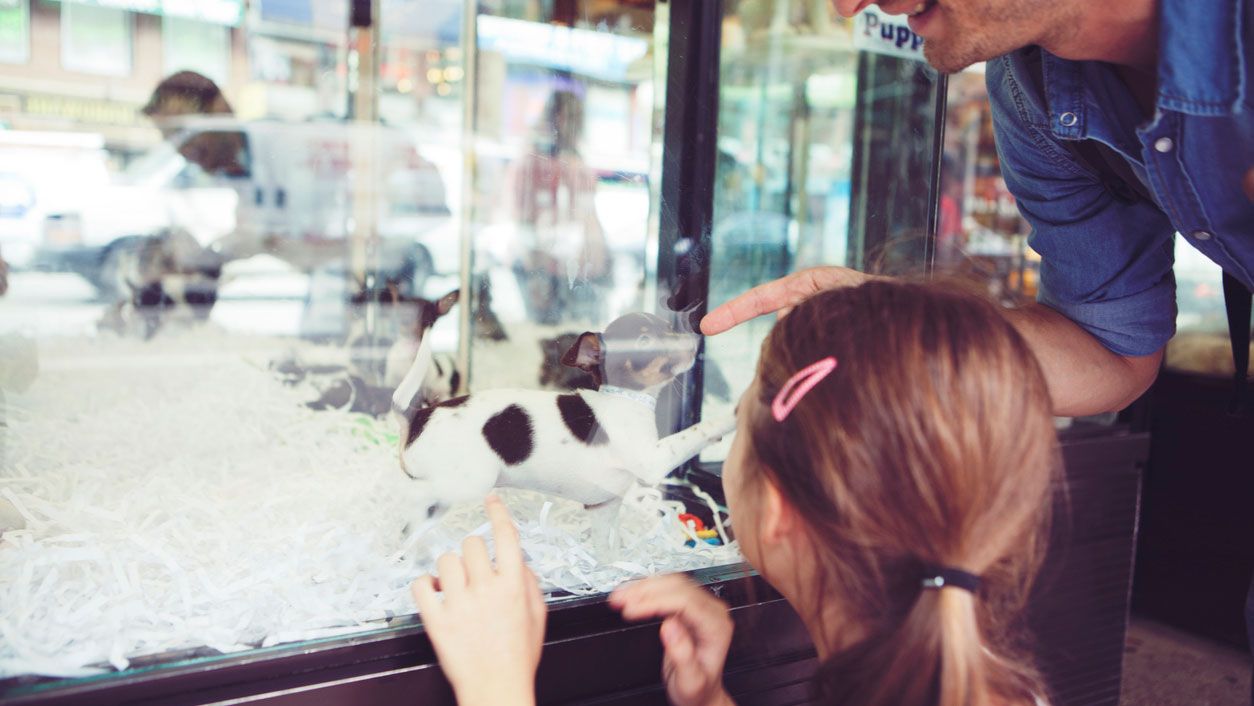 tienda animales