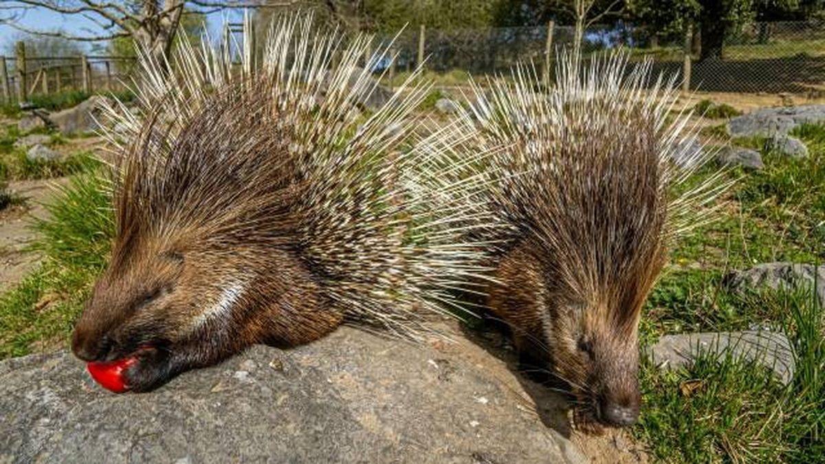 animales karpin centro acogida fauna silvestre puercoespin