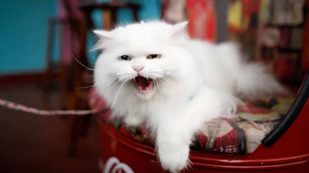 gato maulla por la noche 10 (1)