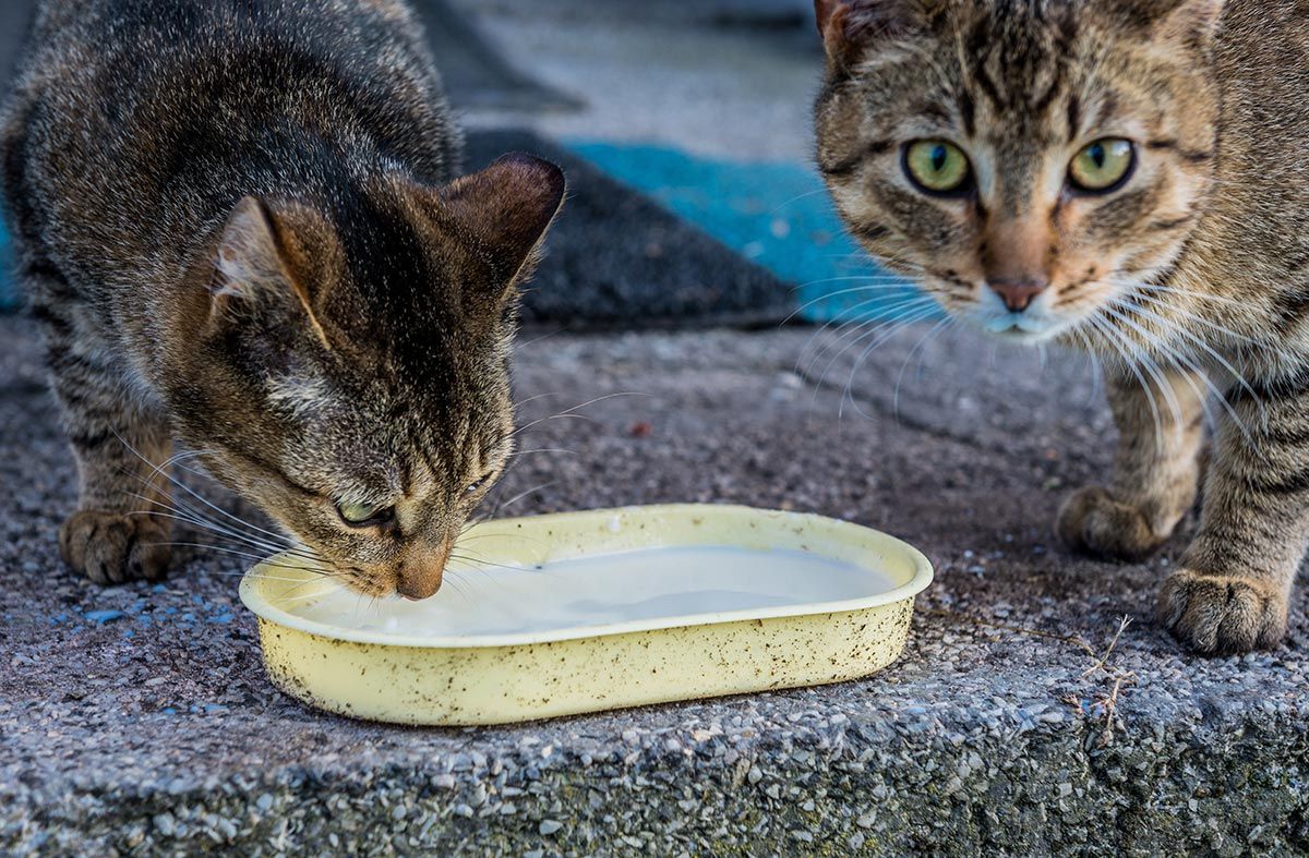 mascotas gatos adultos beebr leche