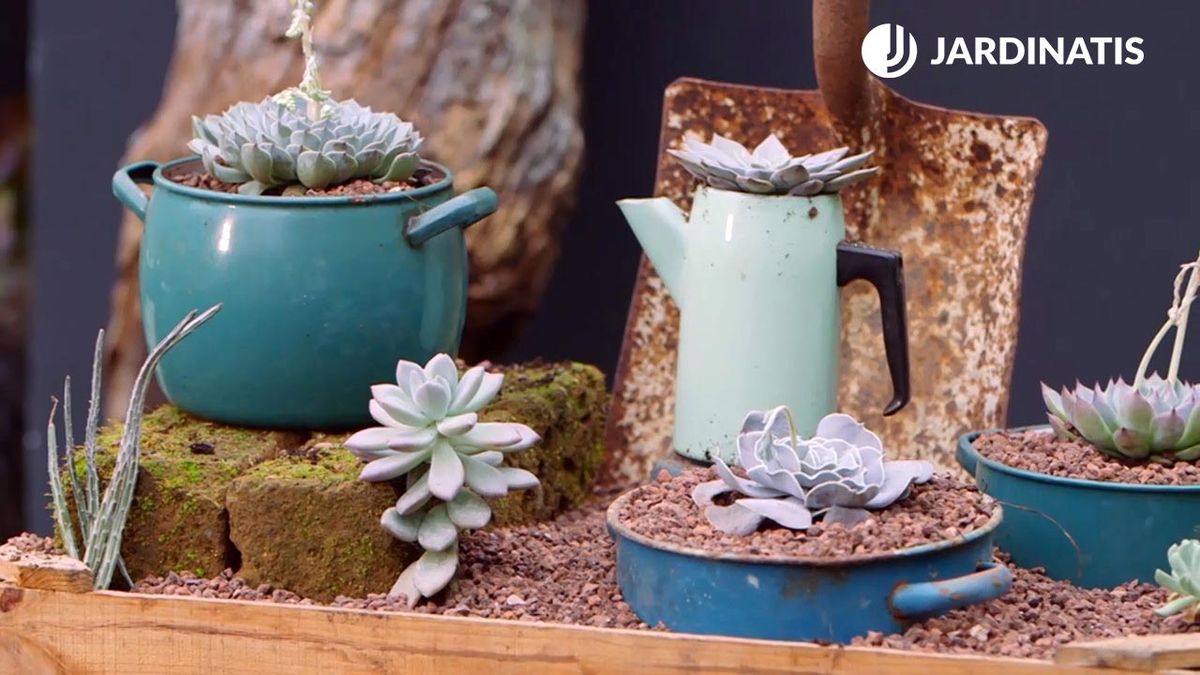 brico 946 3 composicion echeverias ollas azules xl