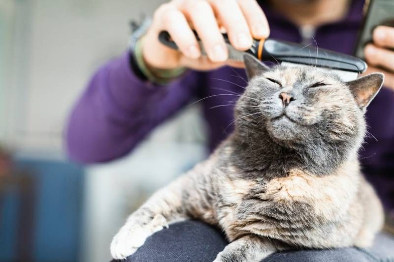 Cepillar a tu gato de la manera adecuada requiere técnica y paciencia.