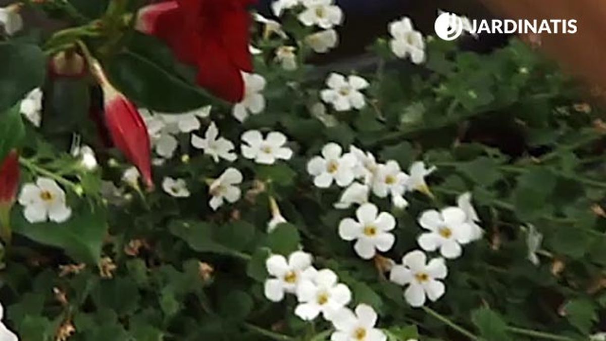 plantacion de bacopas en jardinera deco 390