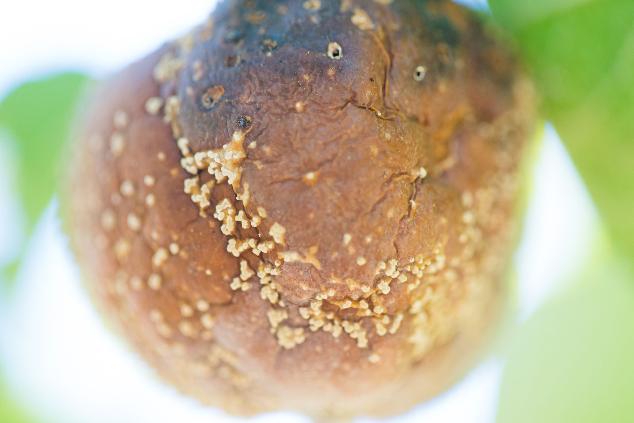 pobredumbre marron