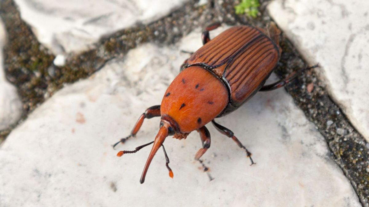 plaga del picudo rojo que es y como combatirla