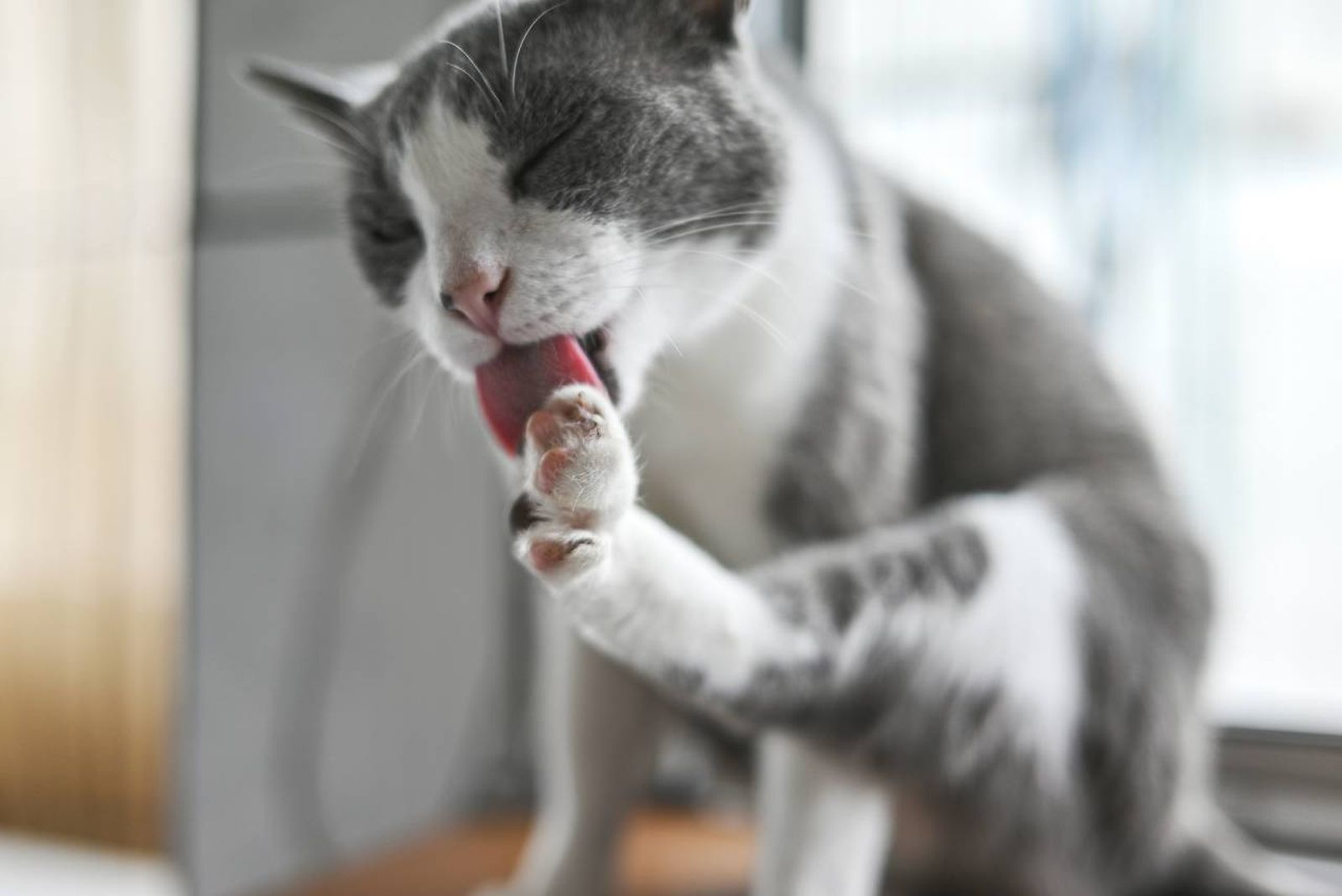 El lamido les permite eliminar parásitos, suciedad, restos de comida y pelos muertos.