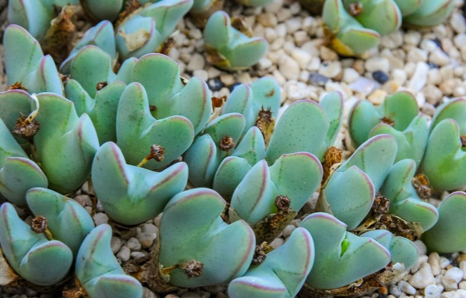 Conophytum bilobum.