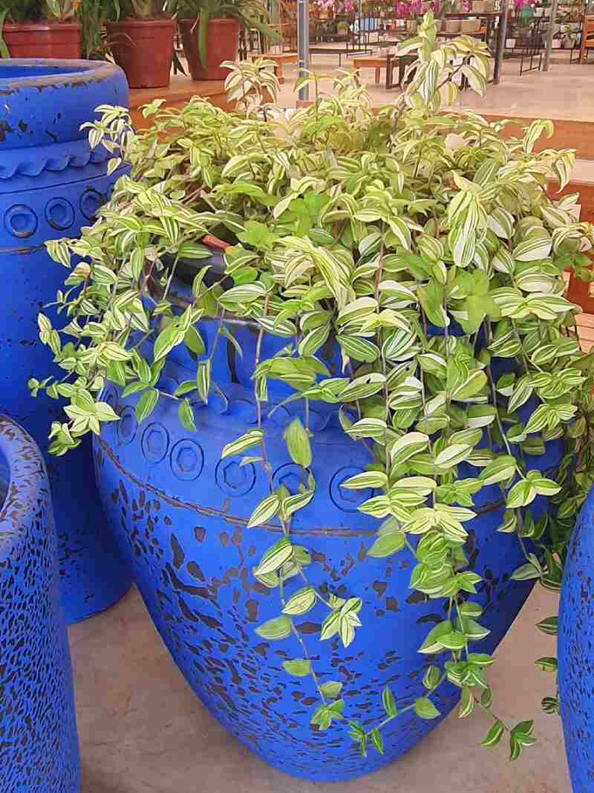 Tradescantia fluminensis.