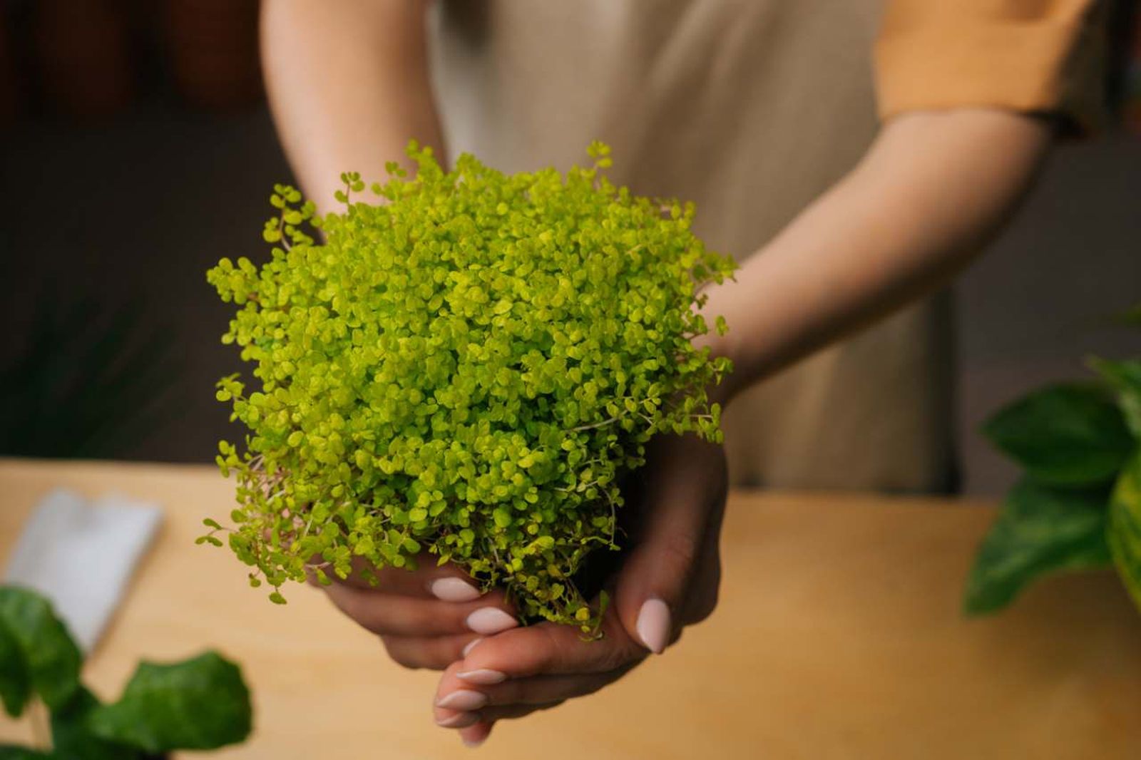 Planta Soleirolia soleirolii