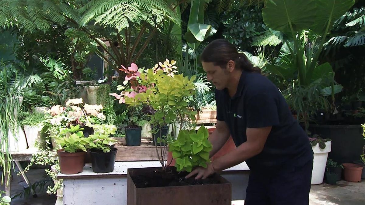 brico 1041 jardin arbol de las pelucas coleo composicion