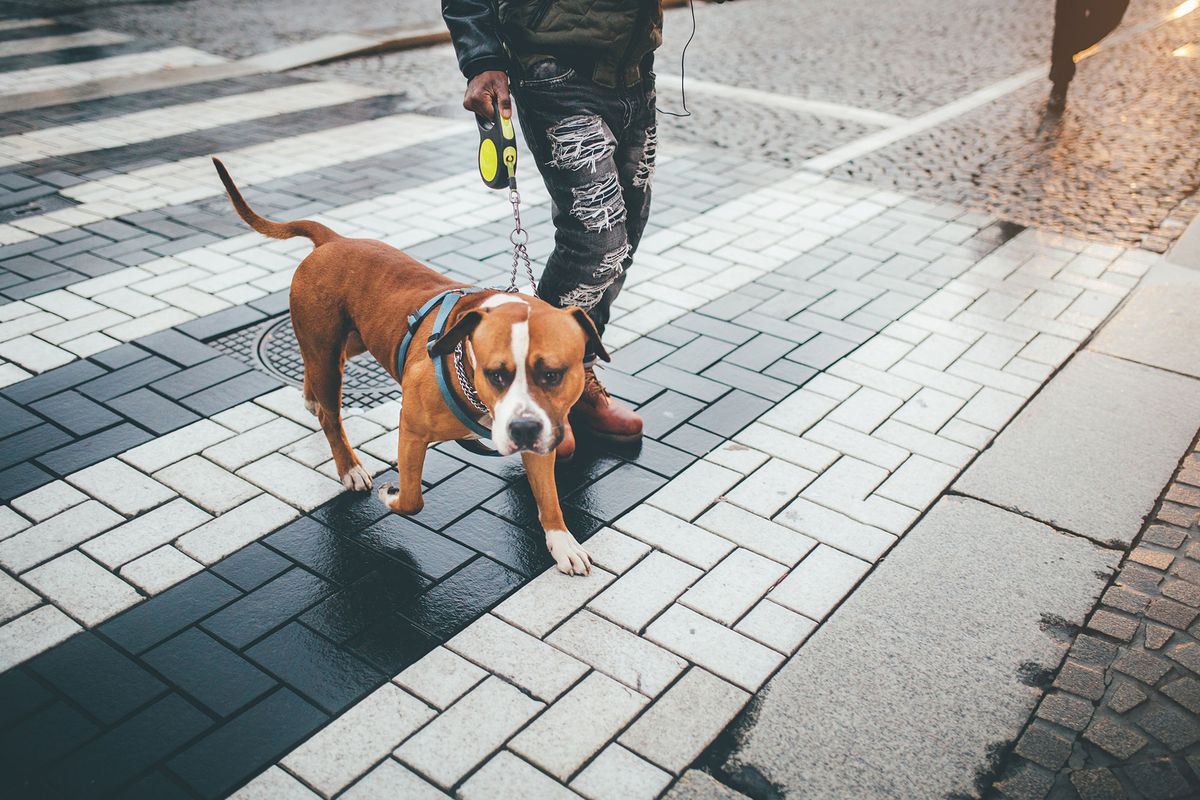 perros potencialmente peligrosos licencia