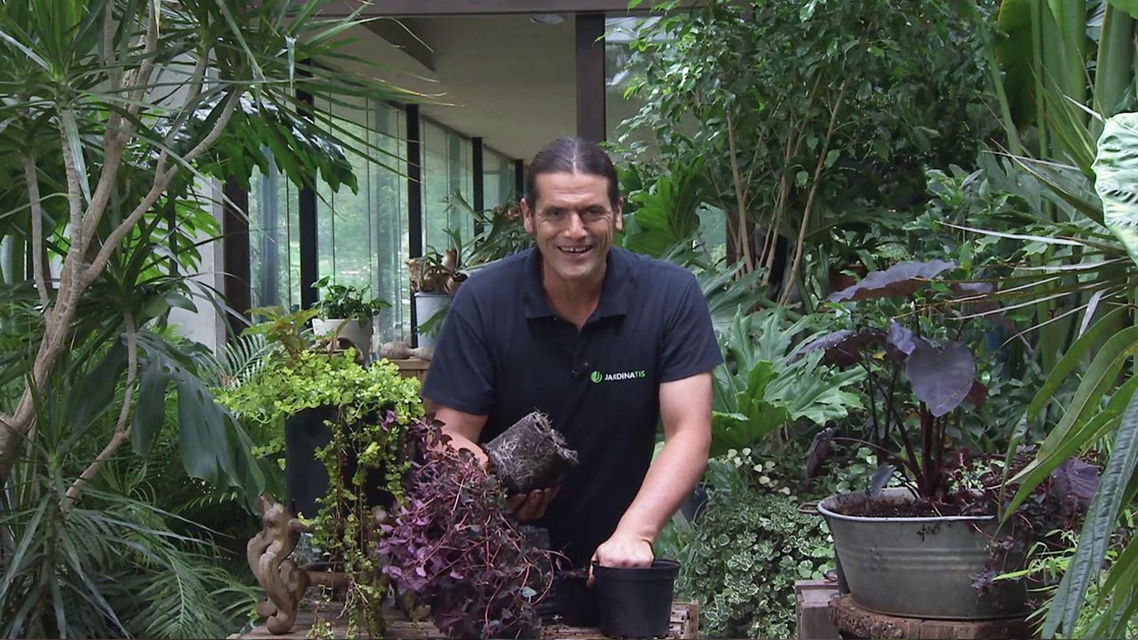 brico 1032 jardin planta Lysimachia nummularia Persian Chocolate xl