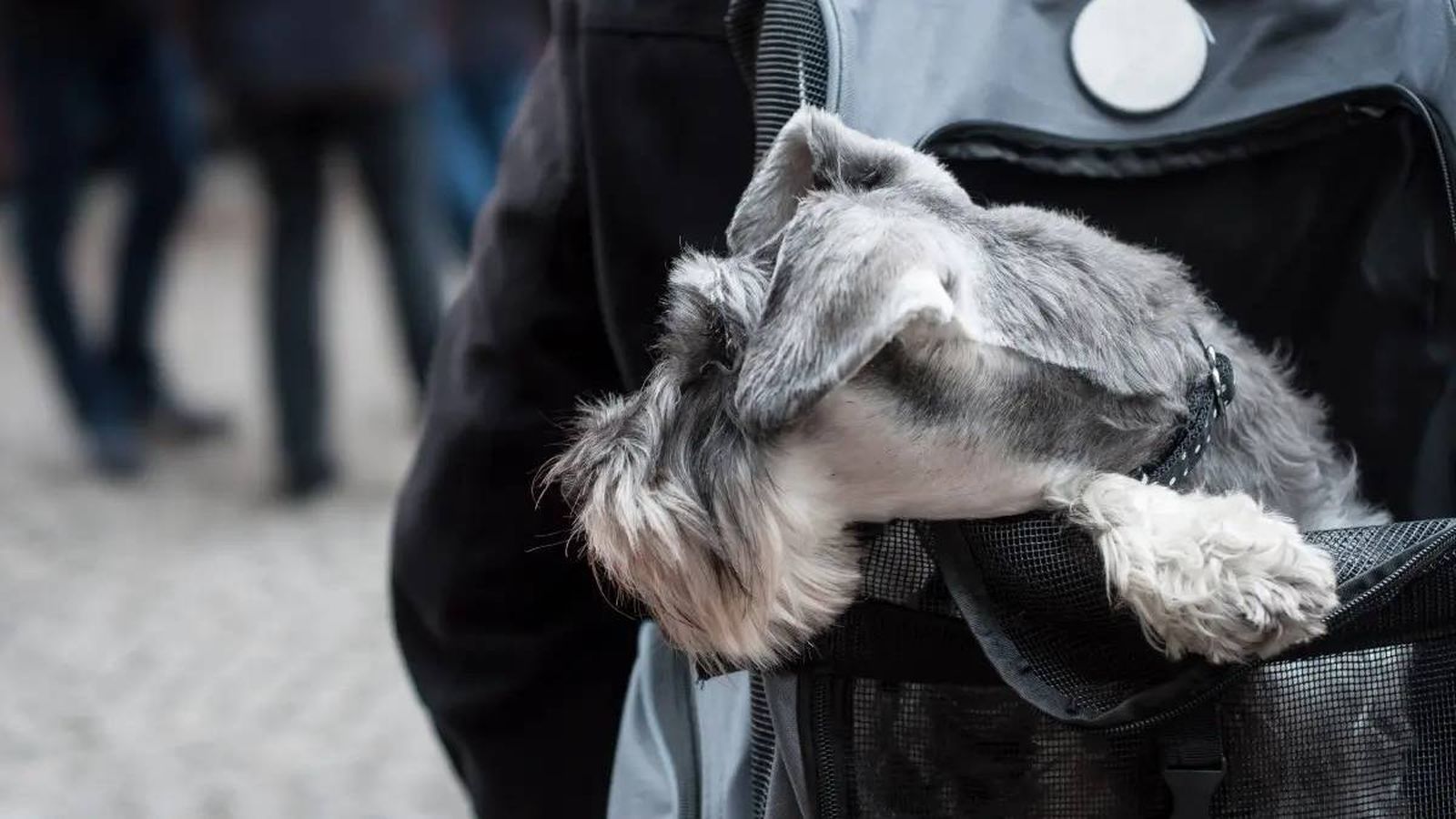 mochilas para perros 3 (1)