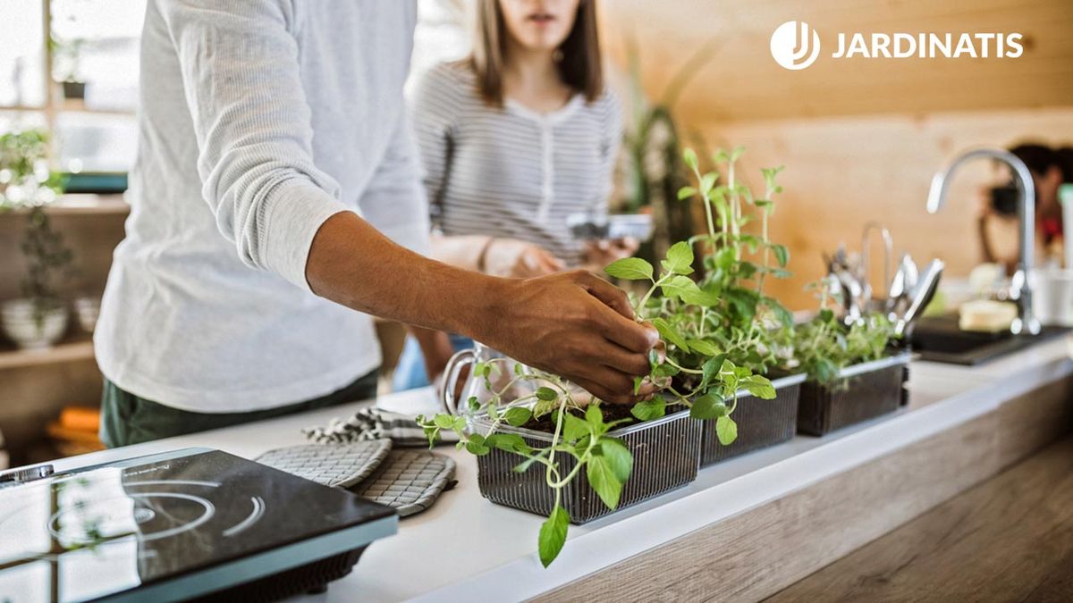 beneficios de tener plantas en la cocina xl